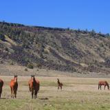 10.26.16 modoc horse herd 